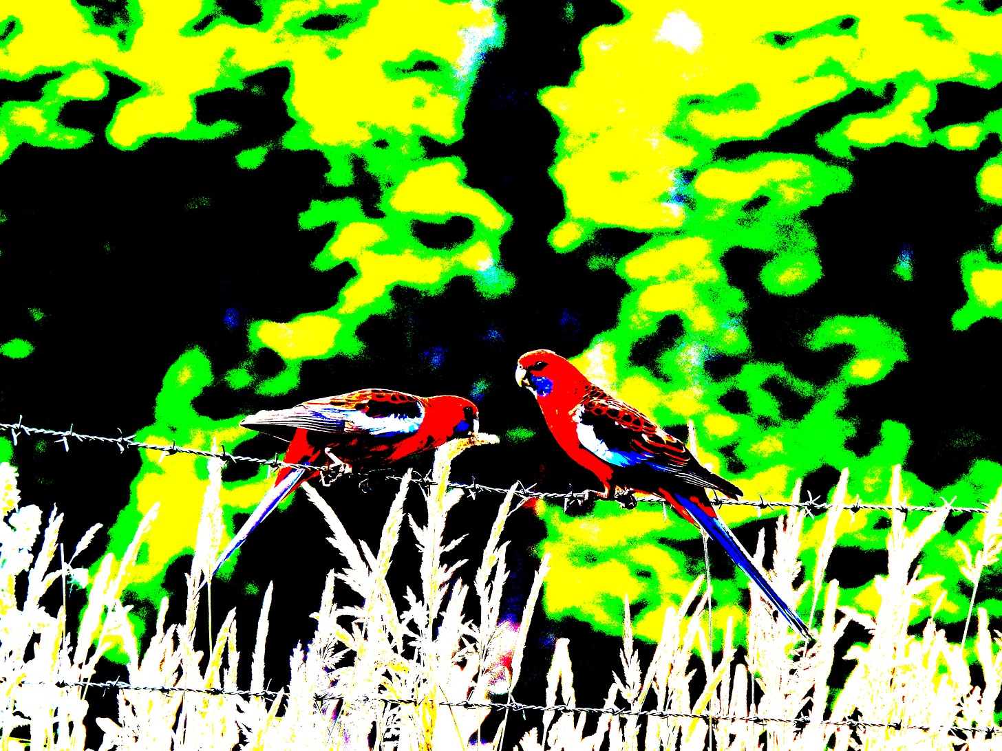 Two crimson rosellas on a barbed-wire fence