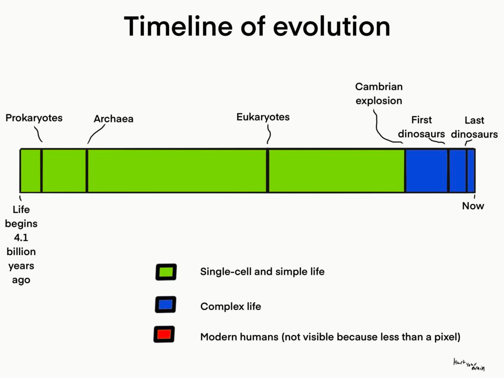 Drawing of the timeline of evolution.
