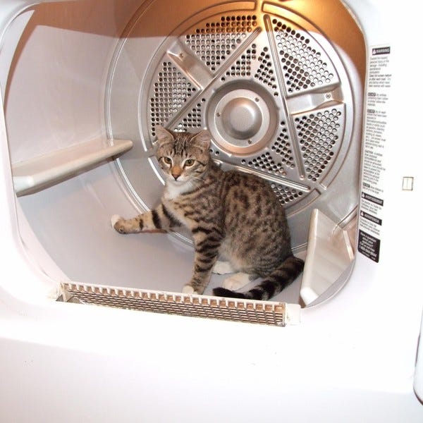 Here we have some Willy fluff. He's hiding out in the dryer to avoid all those annoying conversations. See the end of the email for more information on Willy!