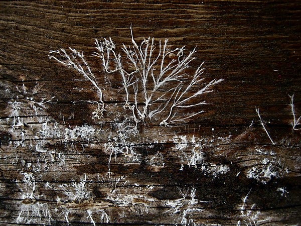 Foto de Pictoscribe/Flickr. Descrição de Imagem: micélias brancas tomam forma em uma madeira apodrecida. São diversas manchas brancas, com caminhos. No central, uma caminho maior se destaca. Ocupa quase todo o centro da foto e cresce como uma árvore com galhos. 