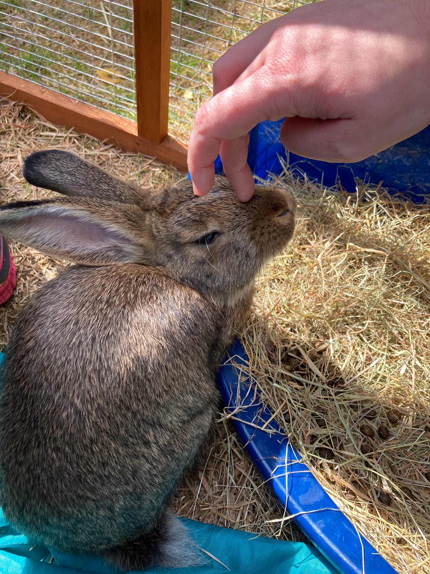 A bunny getting head pets