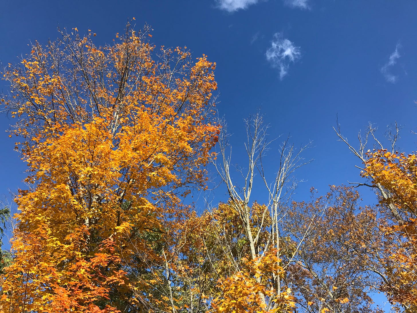 Trees with yellow leaves against a deep blue sky. Some clouds.