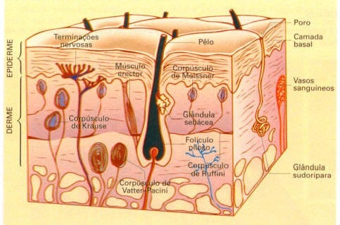 desenho esquemático do tecido epitelial, onde são indicados os componentes da pele como pelo, poro, glândulas, etc.