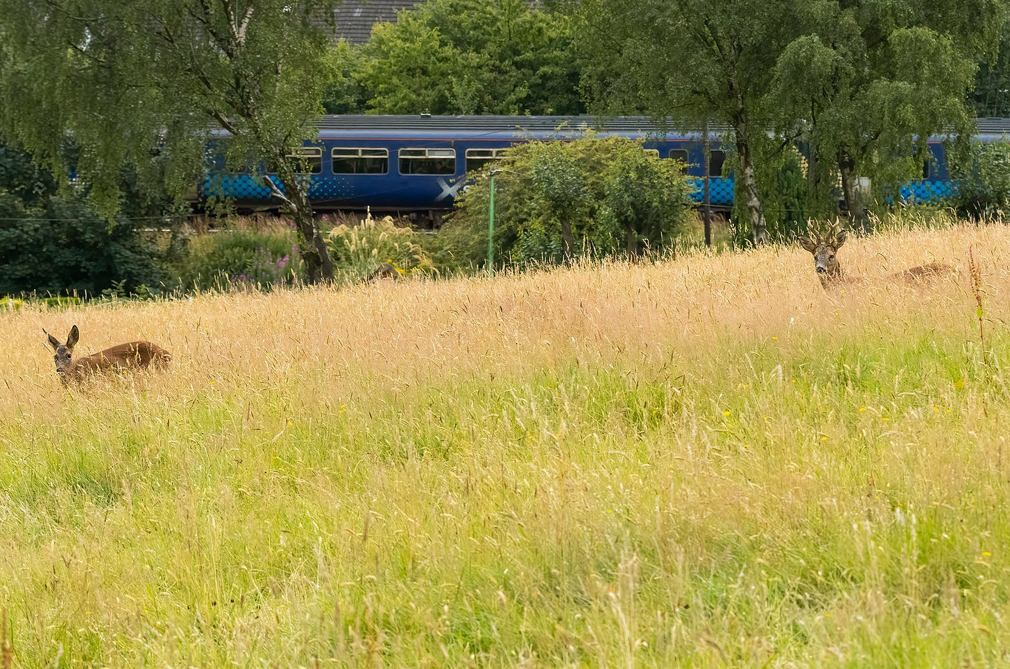 Photo of a roe deer buck and a doe in a field with a train going past in the background