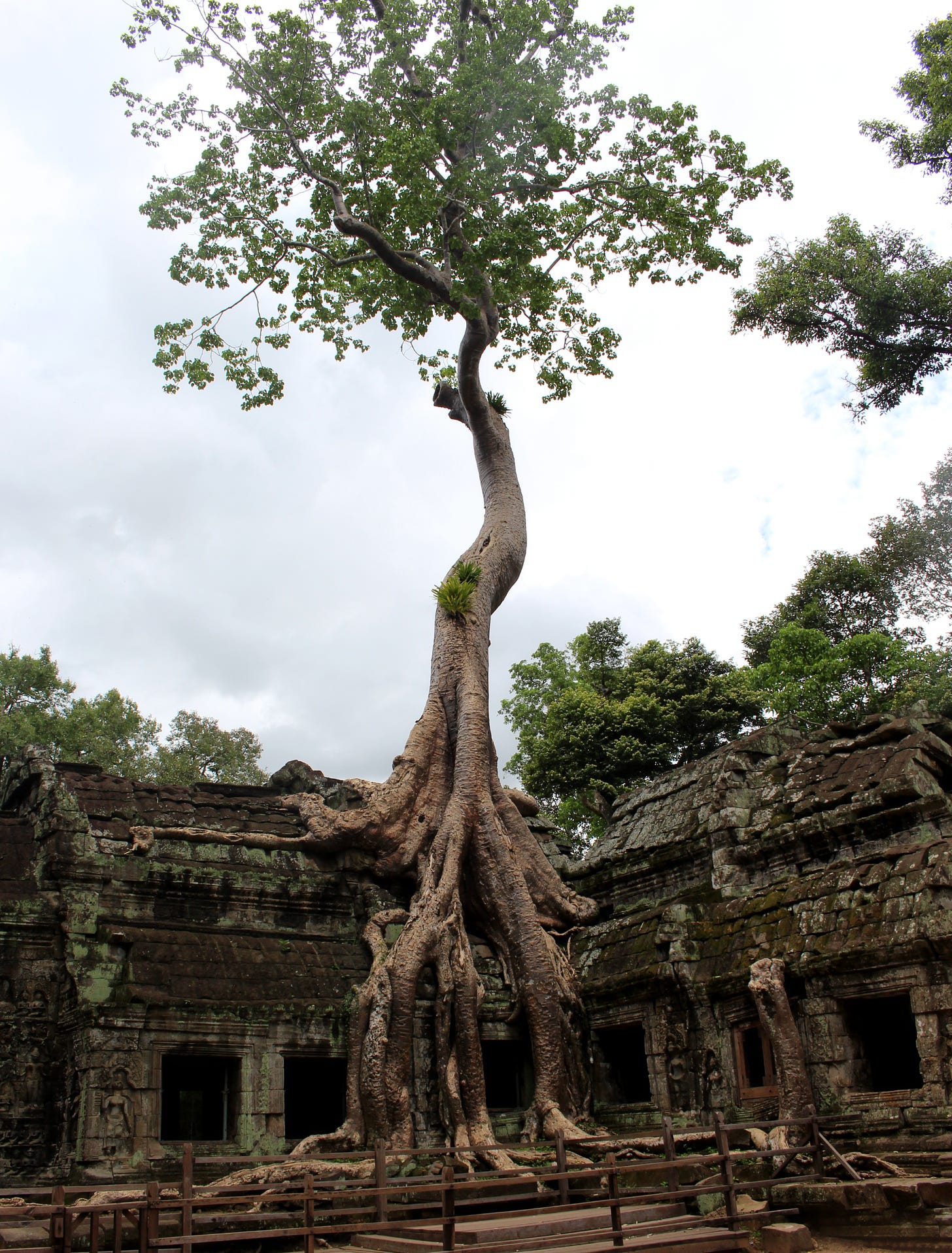 A giant tree with lush green leaves is growing out of a yellowed temple.