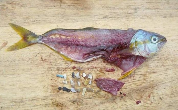 Plastic in Fish - Solve Oregon Plastic Problem