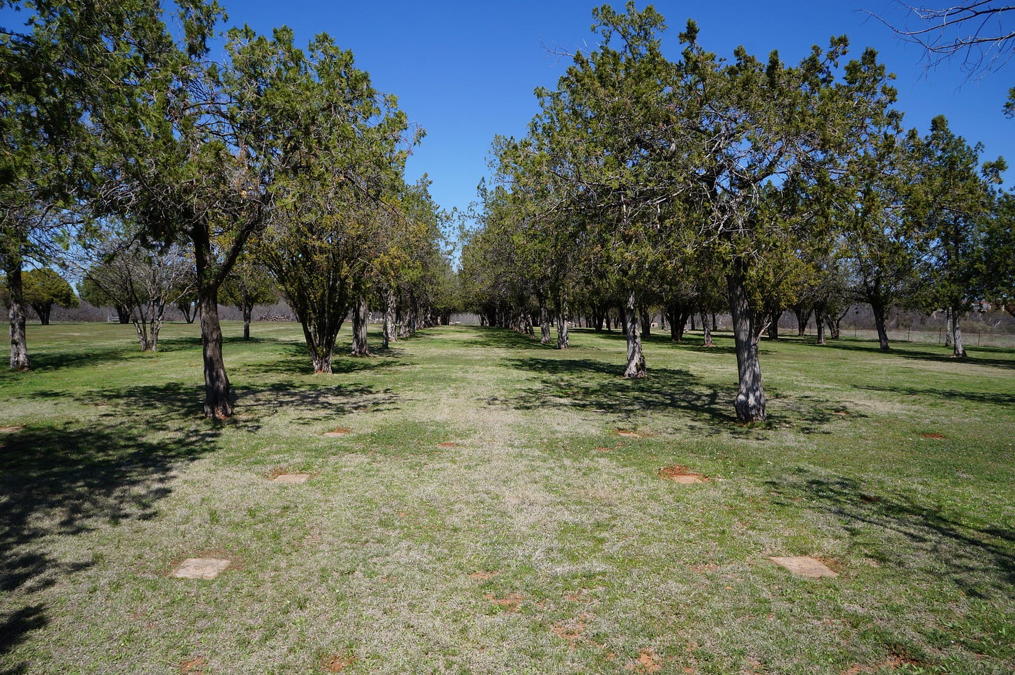 Two rows of mesquite trees line two rows of graves on a sunny cloudless day. Other lines of trees and graves are visible in the distance.