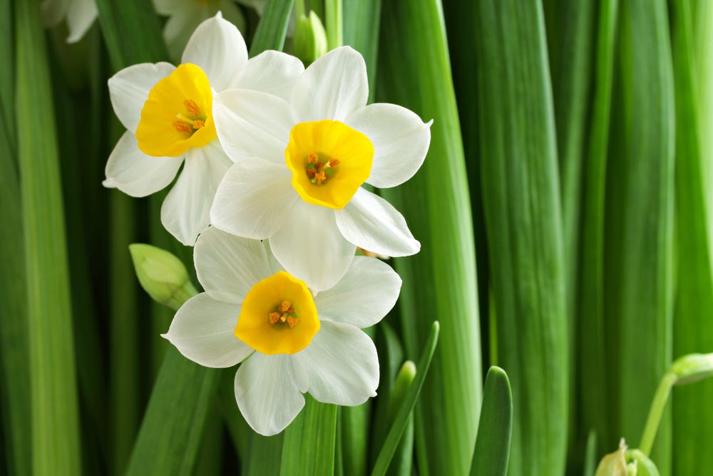 Three white six-petaled flowers with yellow blooms in the centre on and surrounded by green stalks.