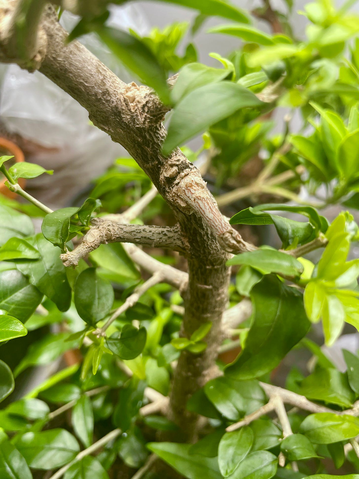 ID: Close up photo of the upper branches of water jasmine tree.
