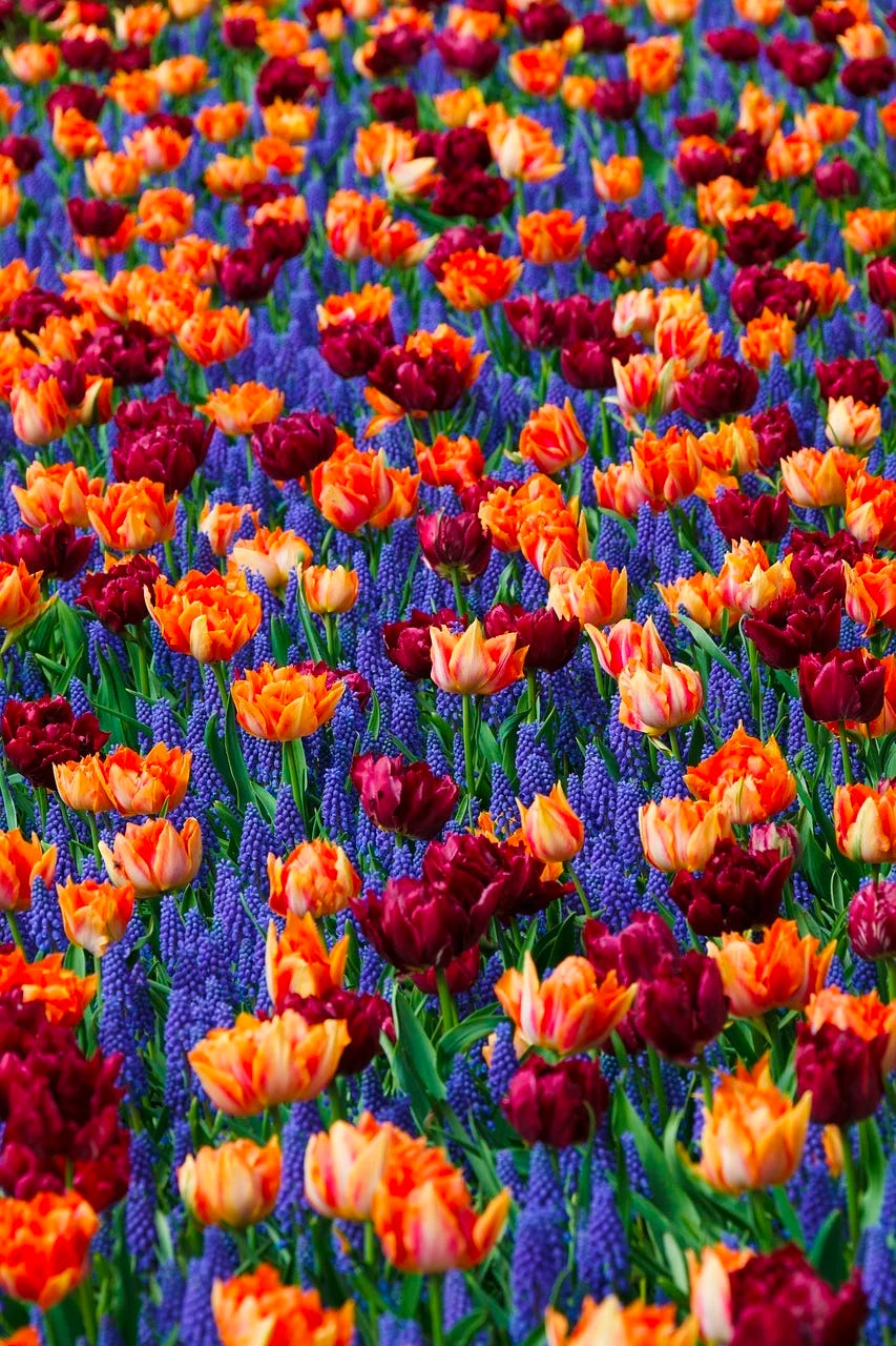 orange tulips, burgundy tulips, purple flowers