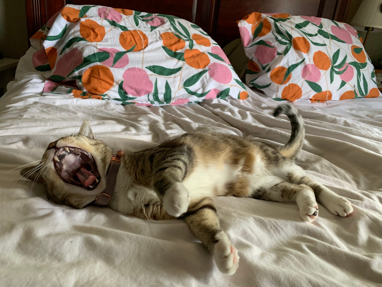 A tabby cate with a white stomach yawns on a bed with white linens and pillowcases adorned with pink and orange peaches