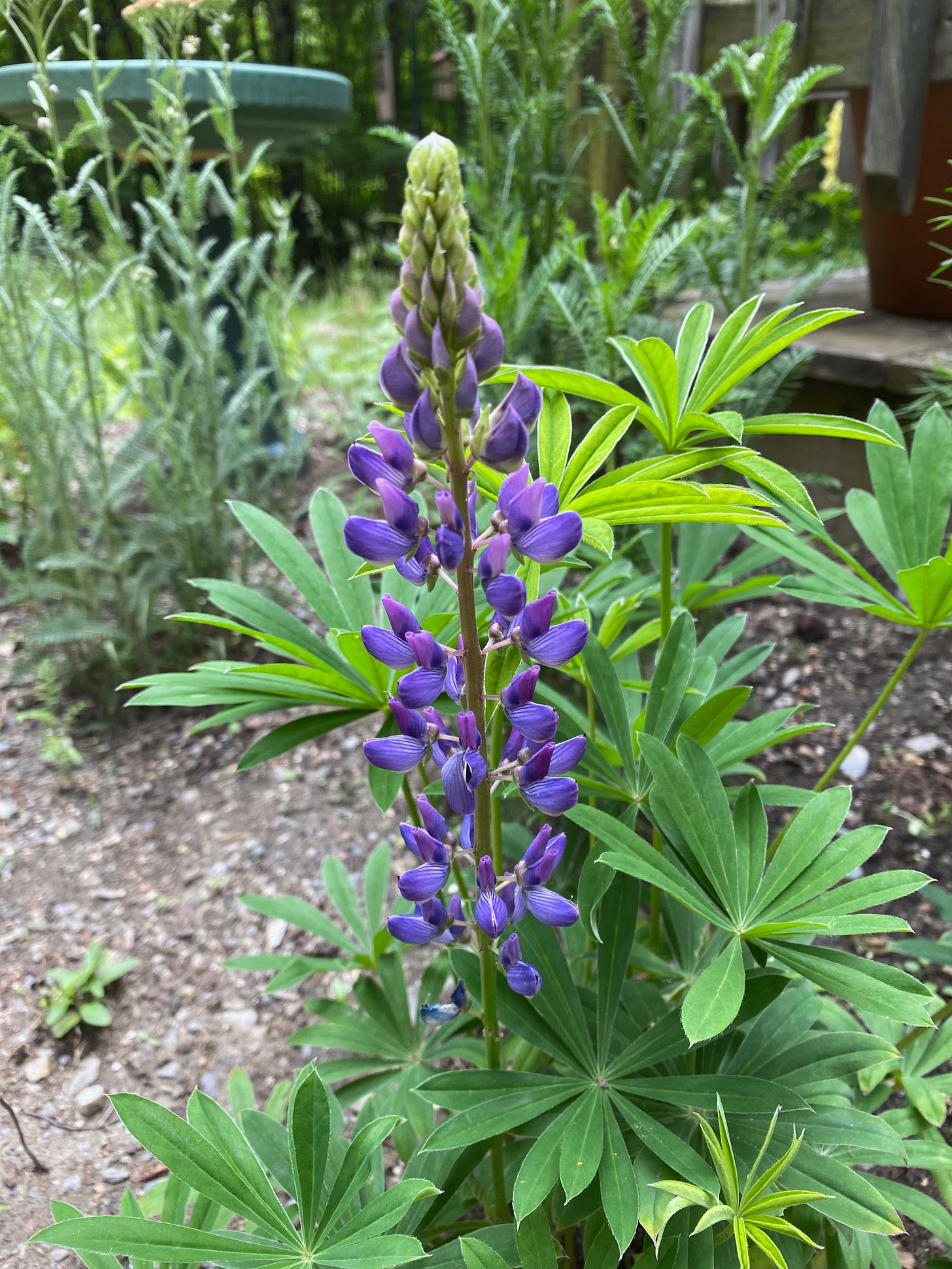 A tall purple lupine in a garden next to a bird bath and several other perennials.