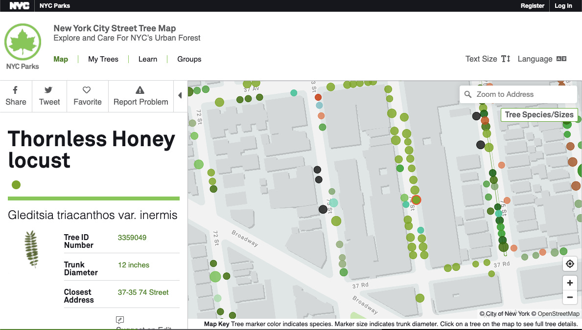 Image description: Screenshot of detail view of a thornless honey locust street tree in Queens. End image description.