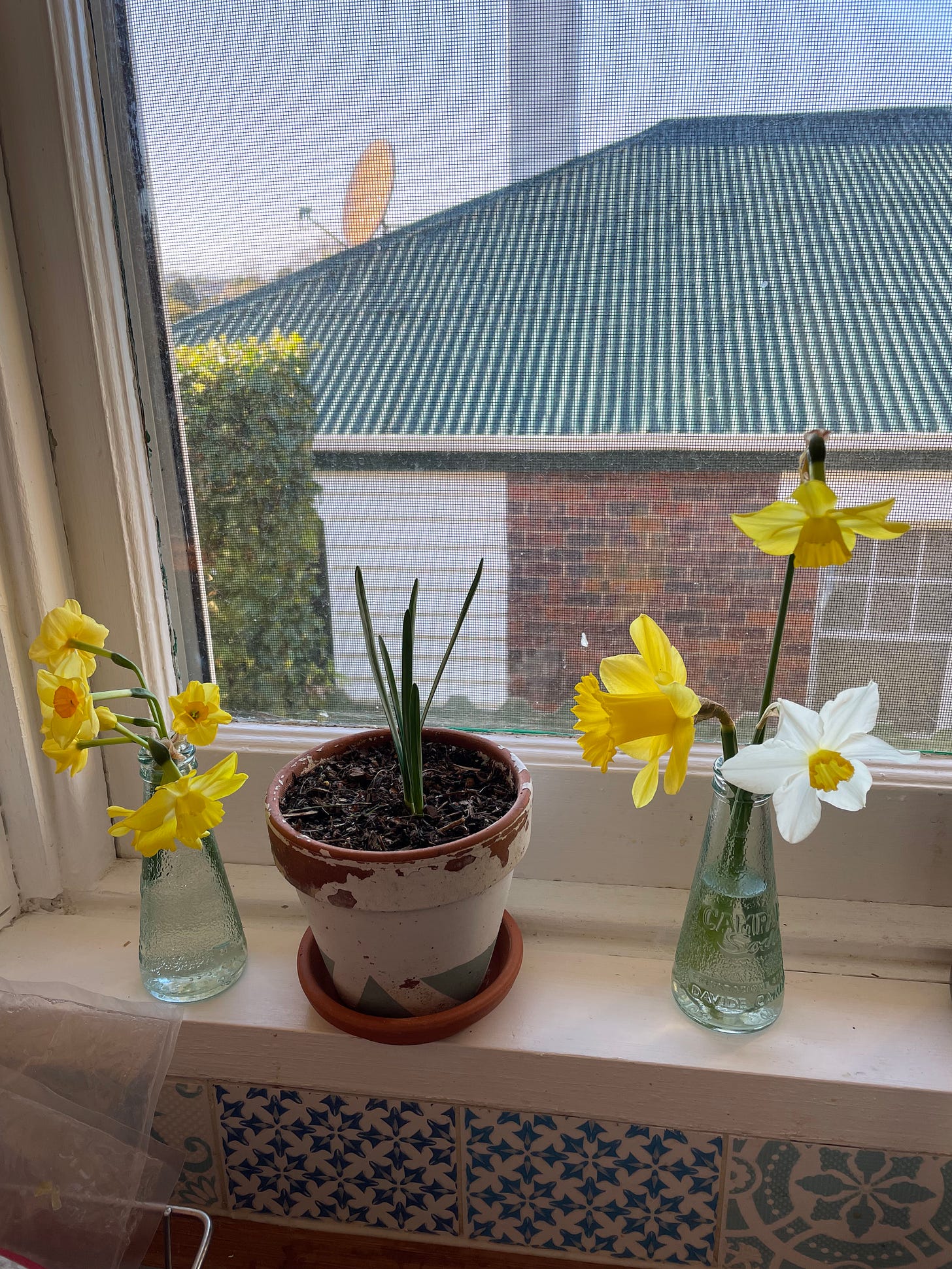 Two small vases of homegrown daffodils on a kitchen window sill alongside a small potted daffodil still yet to flower. A happy spring scene.