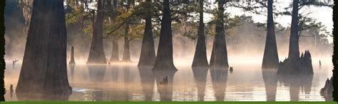 Atchafalaya Swamp | Louisiana Swamp Base