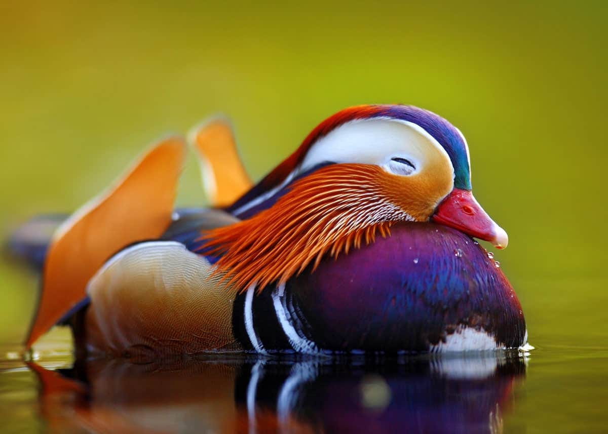 The Mandarin Duck : Eyebleach
