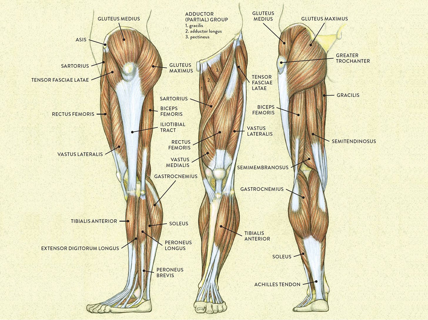 Muscles of the Leg and Foot - Classic Human Anatomy in Motion: The Artist&#39;s  Guide to the Dynamics of Figure Drawing