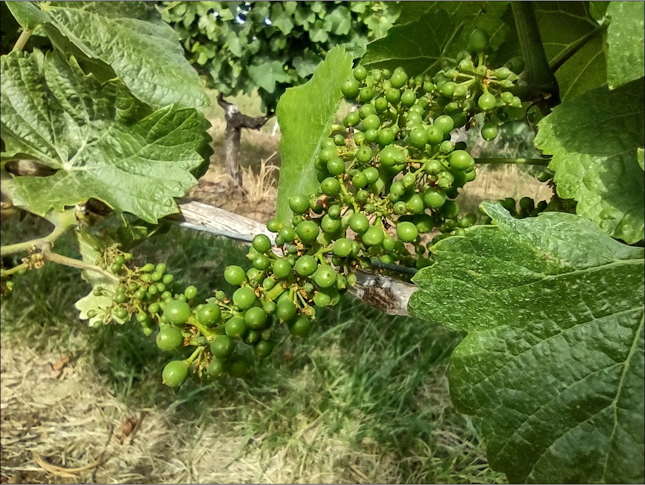 Pommard clone Pinot Noir cluster in early July, Vintage 2022.