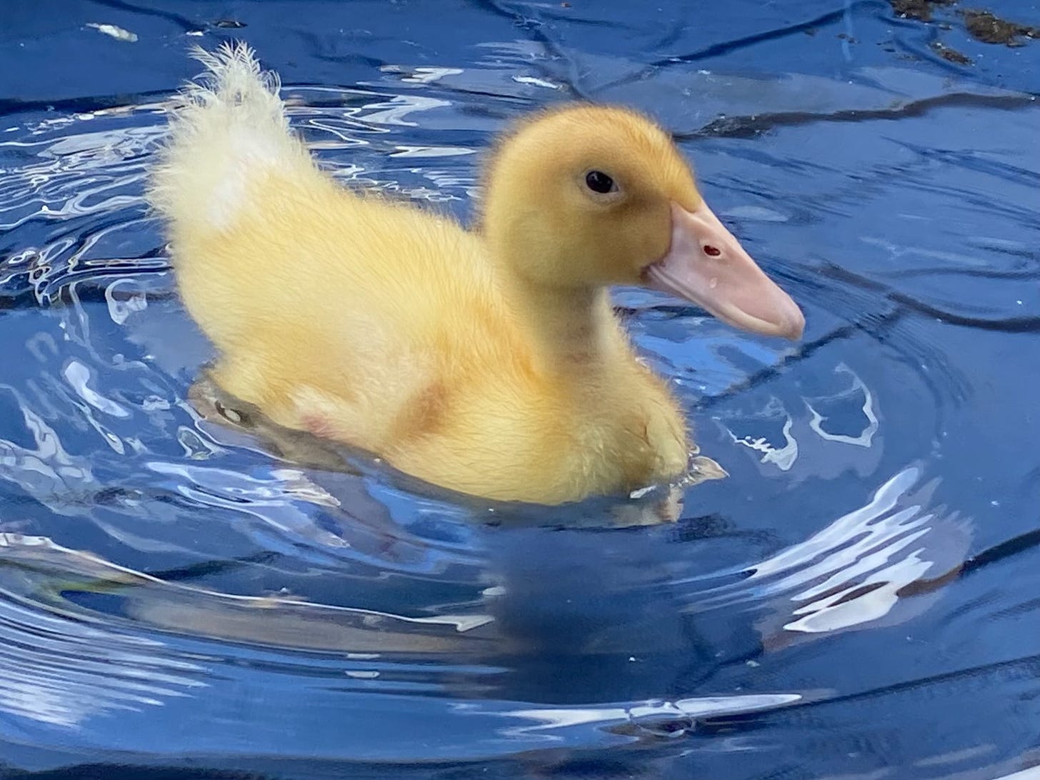 Image of a yellow duckling floating in a blue pool.