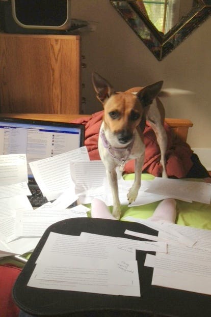 A brown and white terrier stepping over many pages of computer paper scattered over my writing bed with a computer in the background. 