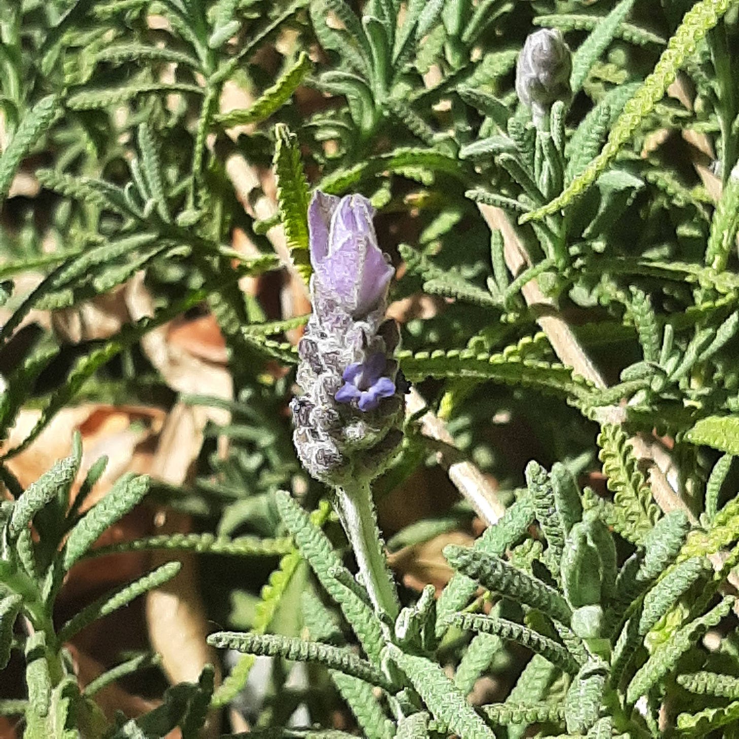 Lavender flower and leaves 