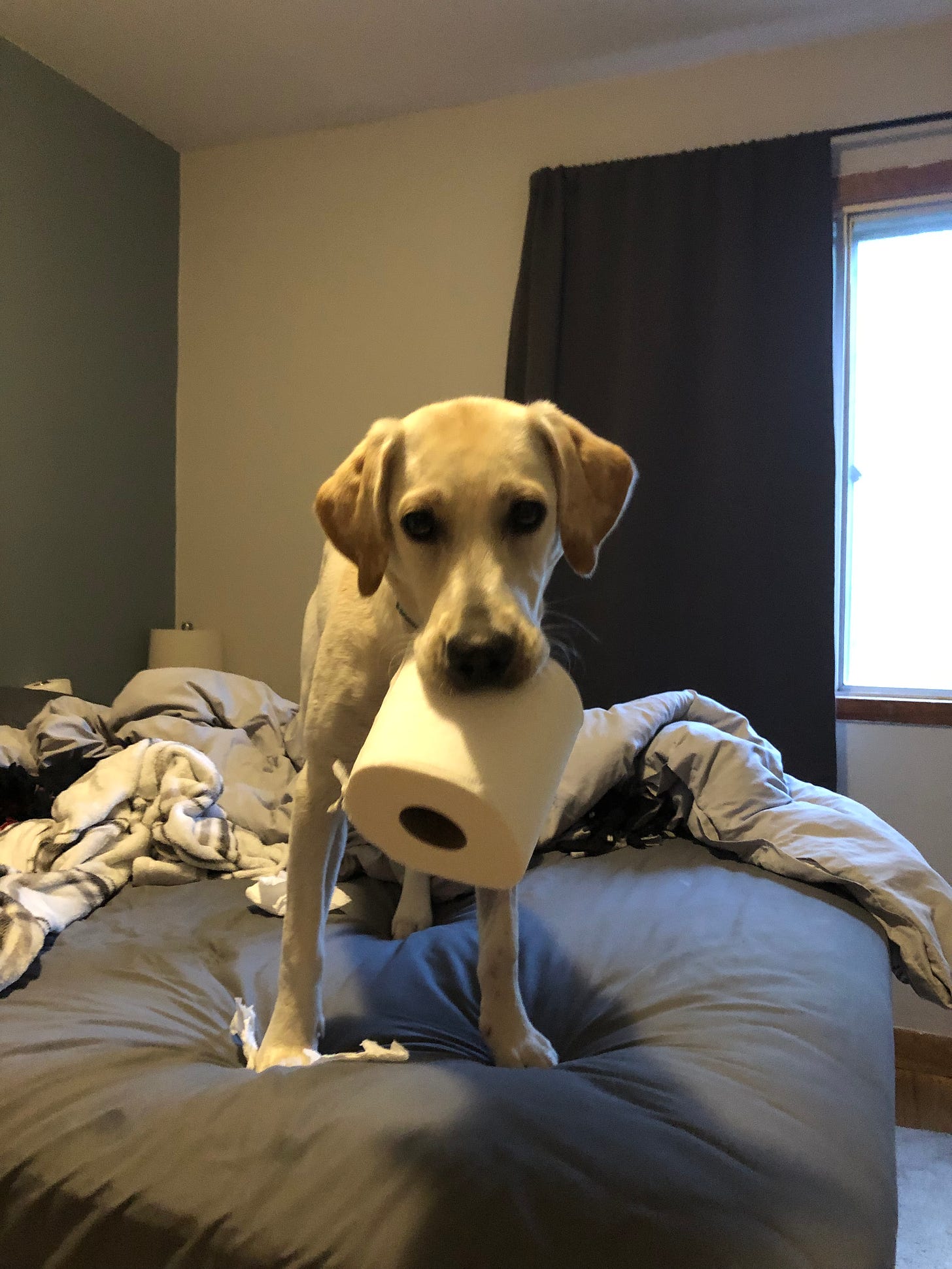 yellow lab stealing toilet paper
