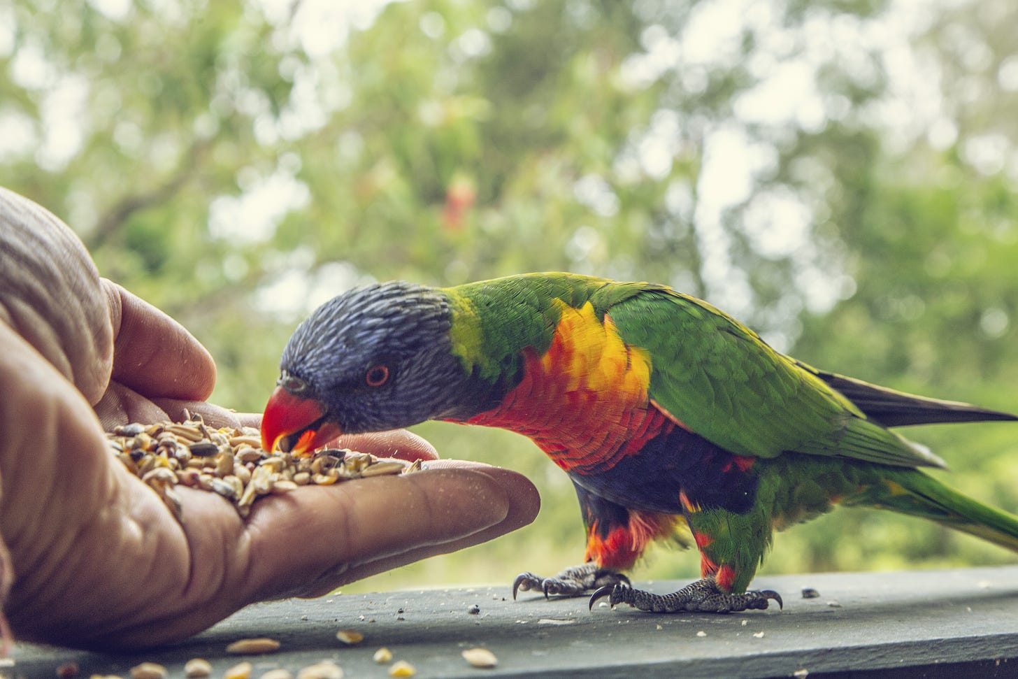 Exotic, multicolored bird eating out of a human hand. Looks like seeds. I'm no ornithologist nor nutritionist. 