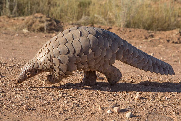 544 Pangolin Stock Photos, Pictures &amp; Royalty-Free Images - iStock
