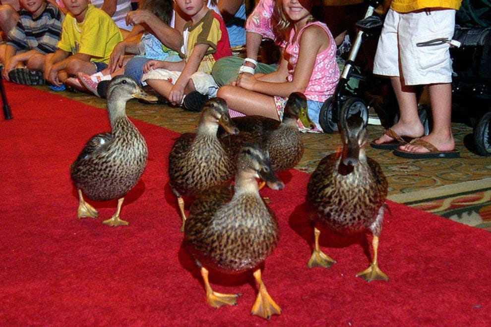 Peabody Hotel in Memphis Gets a New Master Duck Wrangler