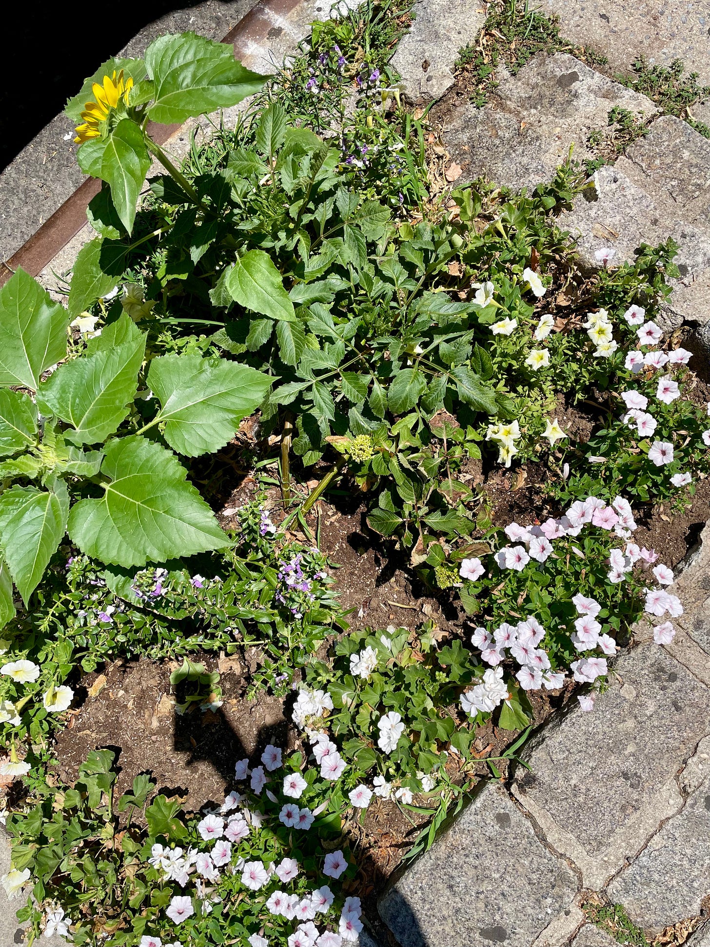 ID: Overhead photo of a mixed flower planting in a vacant tree bed.