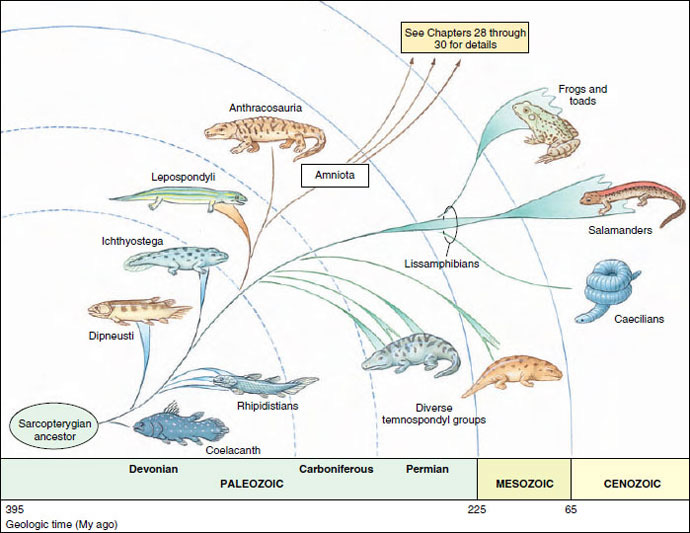 Early Evolution of Terrestrial Vertebrates | Early Tetrapods and Modern  Amphibians | The Diversity of Animal Life