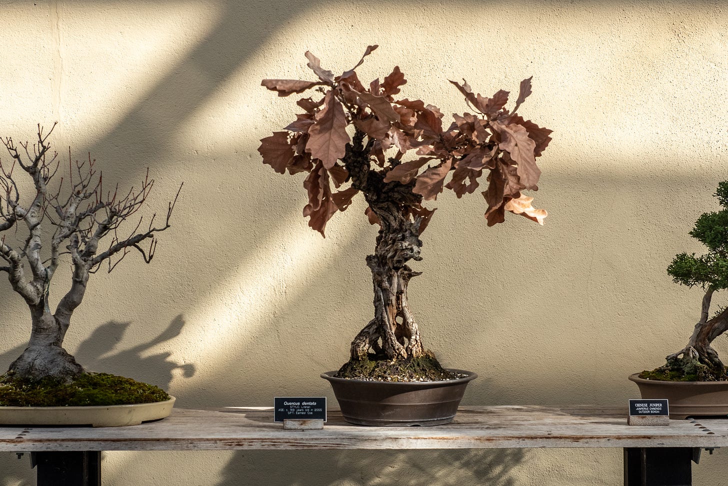 ID: Oak bonsai with gnarled twisted trunk and mop of dried leaves on top. On a table with two other trees cut off at the edges.