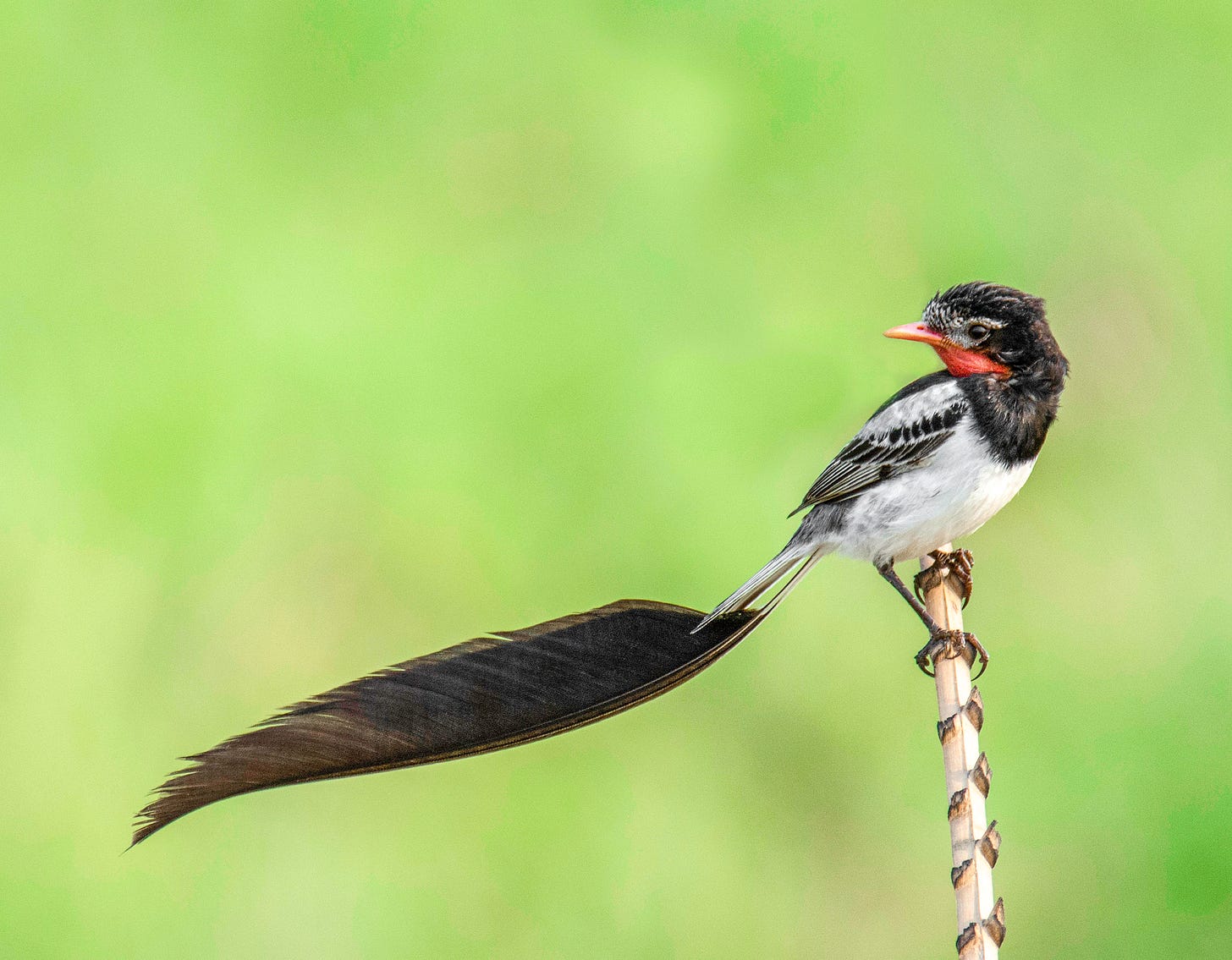 A small white bird with black wings and collar and a long single-feather tail perches on a stick against a blurred green background