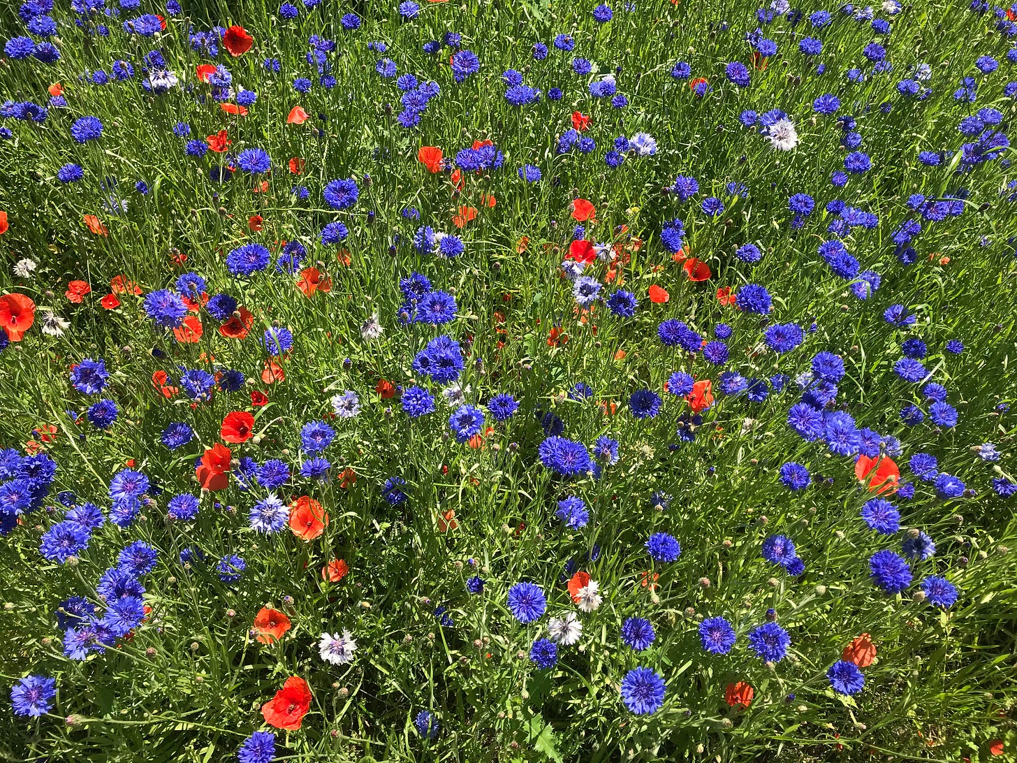 Purple and white wildflowers, and red poppies, in green grass. Taken during my ill-advised bike ride