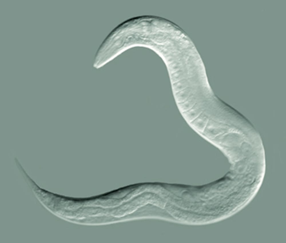 Animals in research: C. elegans (roundworm)