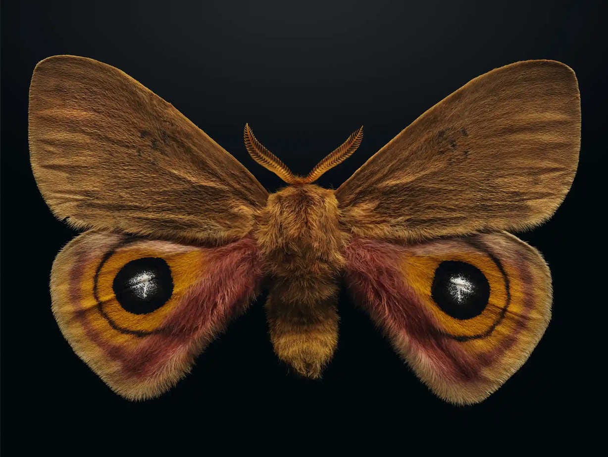 imagen de la polilla de seda de Luisiana, uno de los insectos más majestuosos del golfo de México
