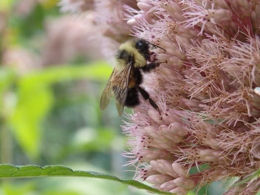 Image of rusty patched bumble bee.