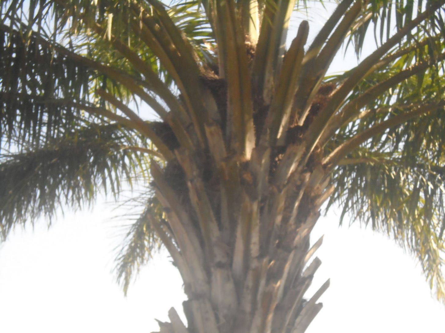 The failed promise of Palm tree Farming