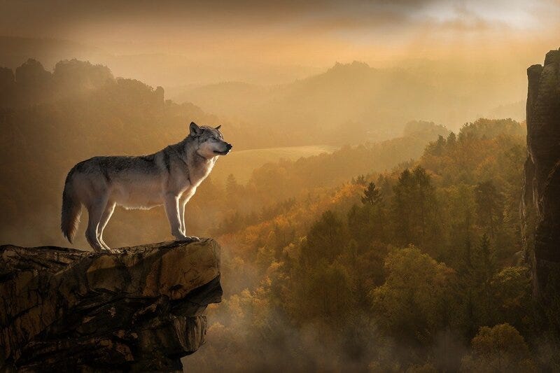 How to Embrace Being a Lone Wolf and Walk Your OWN Path ⋆ LonerWolf