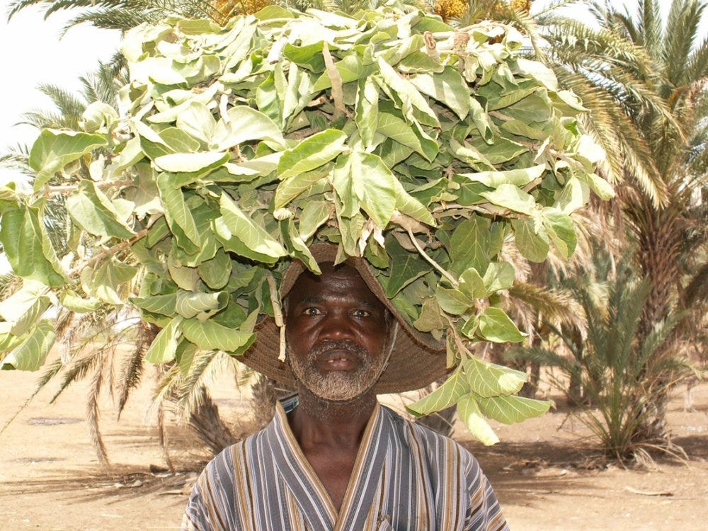 African man carrying leaves to feed sheep