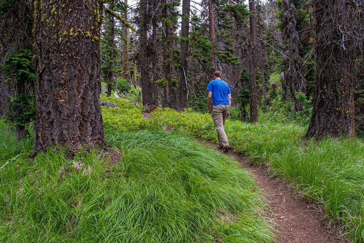 man in blue shirt hiking between two dark-barked conifers and bright green grass on a hilly trail