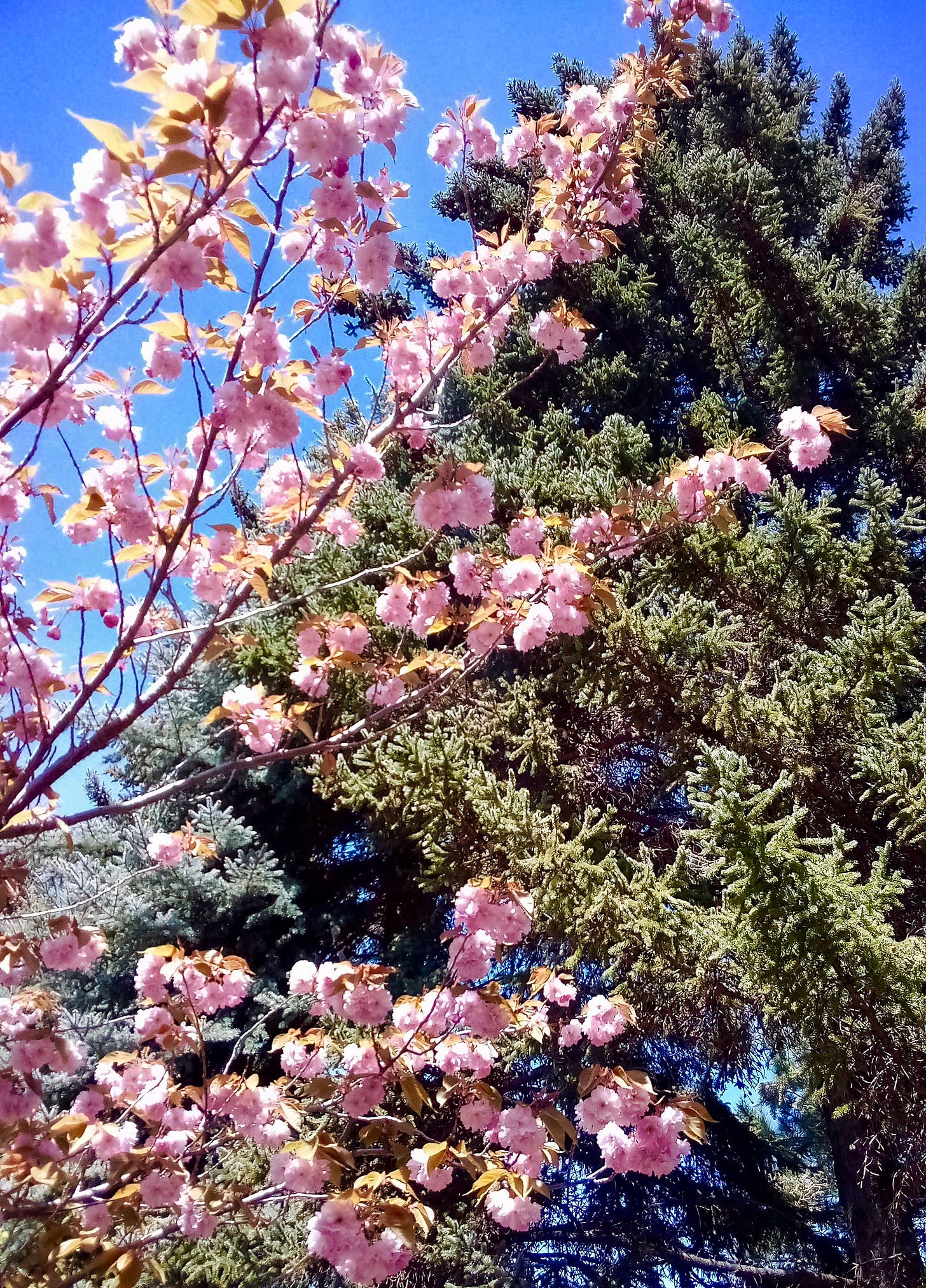 Cherry blossoms in front of a pine tree