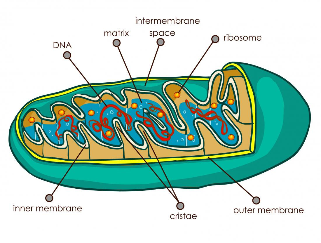 Mitochondria: Form, function, and disease