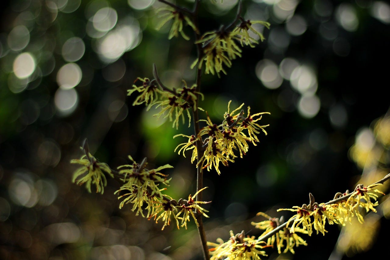 A thin and forking witch hazel branch with yellow flowers blooming. The background is dark with spots of light.