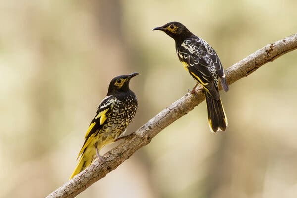 Male regent honeyeaters in Capertee Valley in New South Wales, Australia. The black-and-yellow birds were once common across Australia, but there are now just a few hundred in the wild.