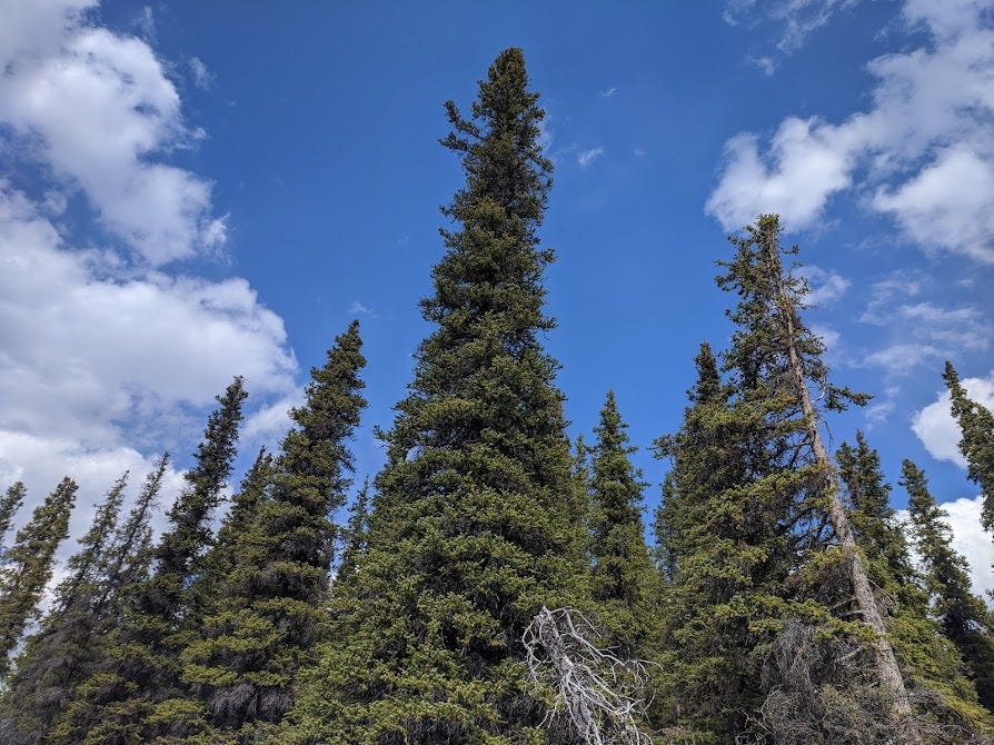 a picture of spruce trees standing in a blue sky