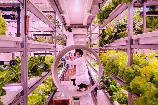 The Vegetable Co. in Kuala Lumpur, Malaysia, grows vegetables under LED lights in a shipping container. &ldquo;We were a nascent product in an uncertain market,&rdquo; one of its founders said.