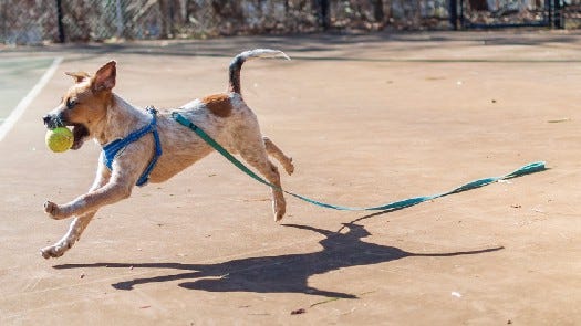 Running dog dragging leash with ball in its mouth