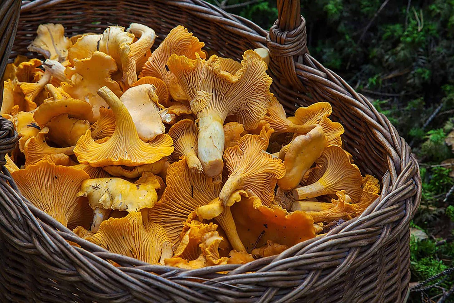 uma cesta de vime com cogumelos alaranjados bem massudos