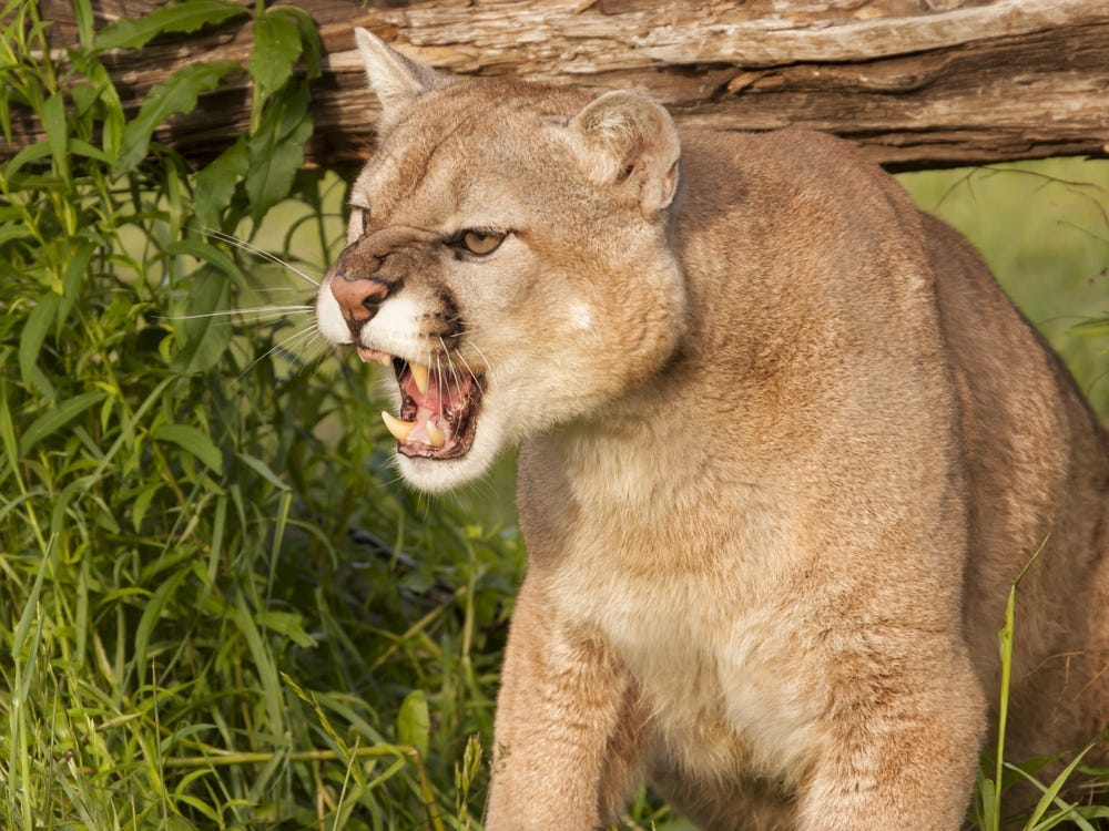 California: Mother Punches 65-Pound Mountain Lion to Save Son Aged 5